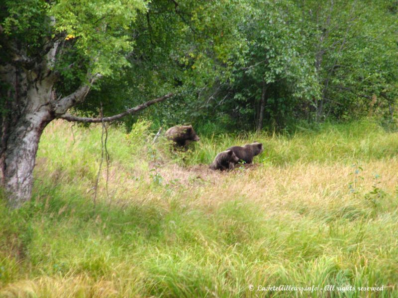 Un ours et ses oursons croises au bord de la route