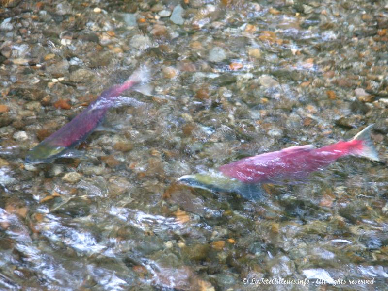 Des saumons rouges remontent la riviere...