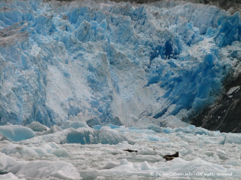 Des phoques devant le Sawyer Glacier