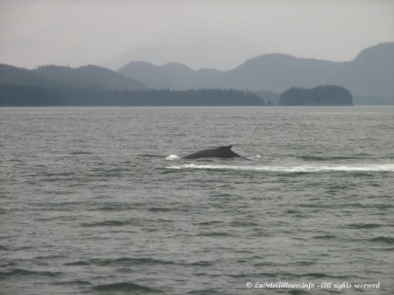 Une humback whale apparait !