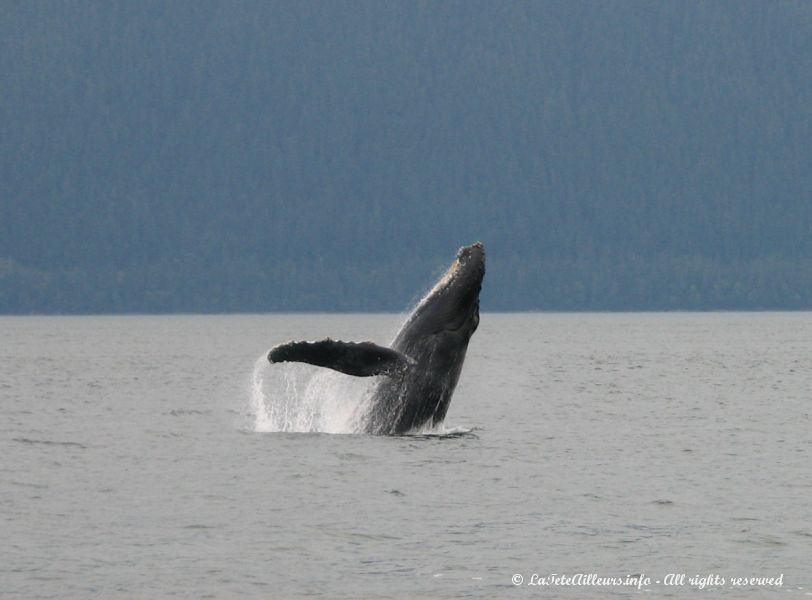 La baleine saute devant nous !