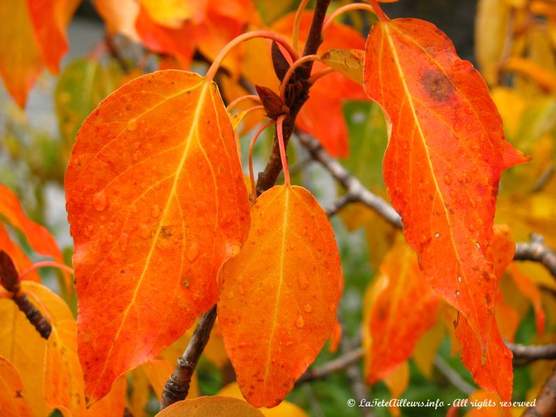 Les feuilles se teintent d'orange