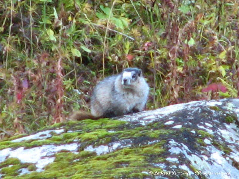 Une marmotte