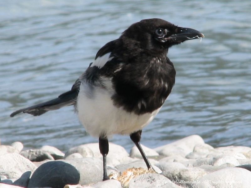 Une pie mangeant un saumon