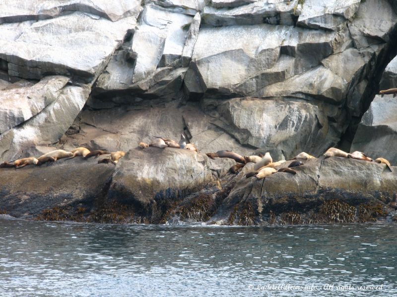 Nous croisons une petite colonie de lions de mer