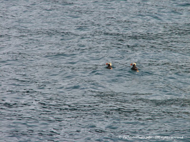 Des puffins, courants dans les eaux du fjord Kenai
