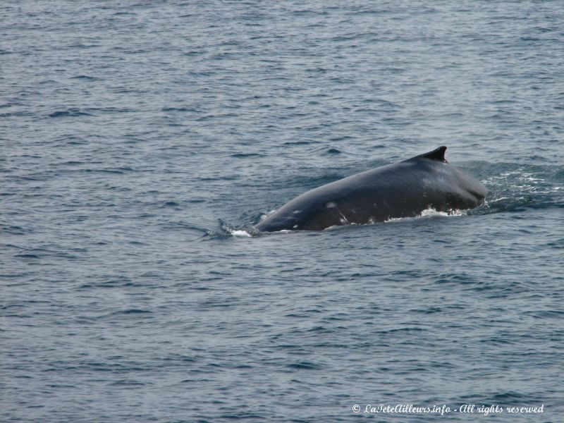 Une baleine nous fait l'honneur d'une apparition