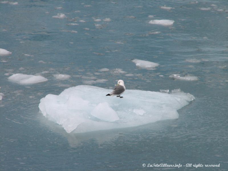 Une mouette ne semble pas avoir froid aux pattes sur son iceberg