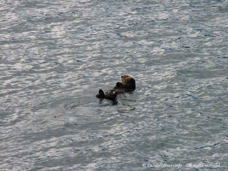 Une deuxieme loutre