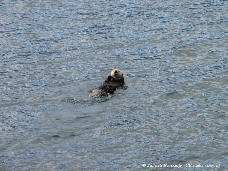 Une loutre nageant sur le dos en pleine mer