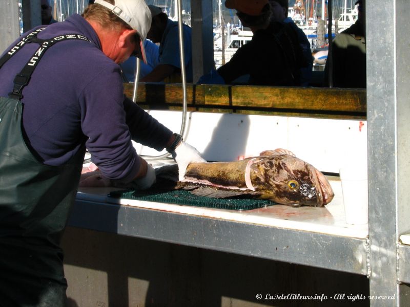 Partout en Alaska, on vit de la peche au saumon et a l'halibut (fletant)