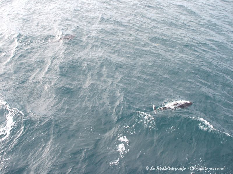 Lors du retour, quelques dauphins nous accompagnent