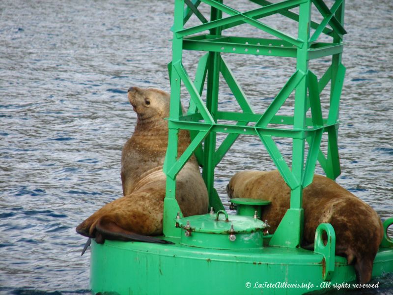 Deux lions de mer sur leur bouee