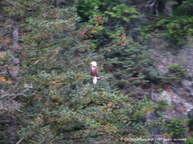 Un aigle a tete blanche en haut d'un arbre