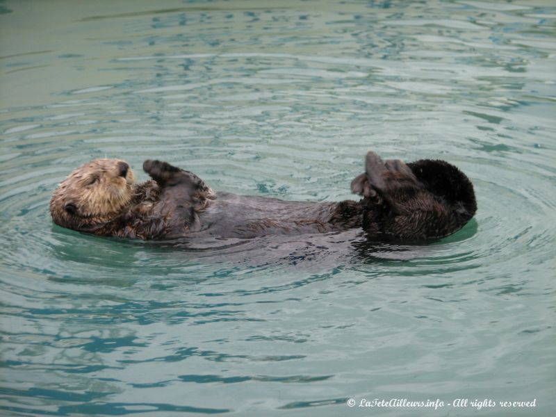 Une loutre peu farouche