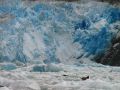 Des phoques devant le Sawyer Glacier