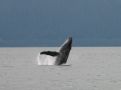 La baleine saute devant nous !
