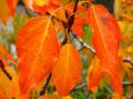 Les feuilles se teintent d'orange