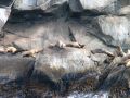 Des lions de mer, bien paisibles sur leur rocher