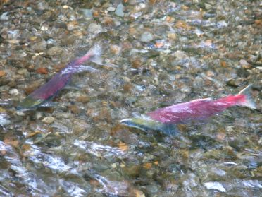 Des saumons rouges remontent la riviere...