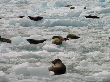 Une colonie de phoques au pied du glacier