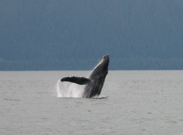 La baleine saute devant nous !