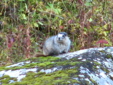 Une marmotte