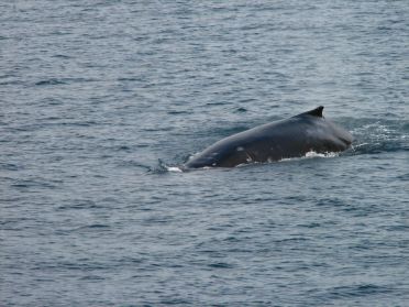 Une baleine nous fait l'honneur d'une apparition