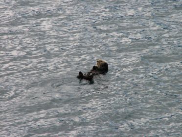 Une deuxieme loutre