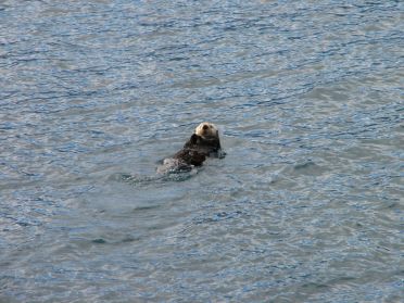 Une loutre nageant sur le dos en pleine mer