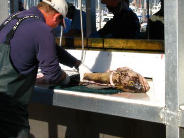 Partout en Alaska, on vit de la peche au saumon et a l'halibut (fletant)