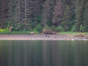 Deux oursons et leur mere sur la berge