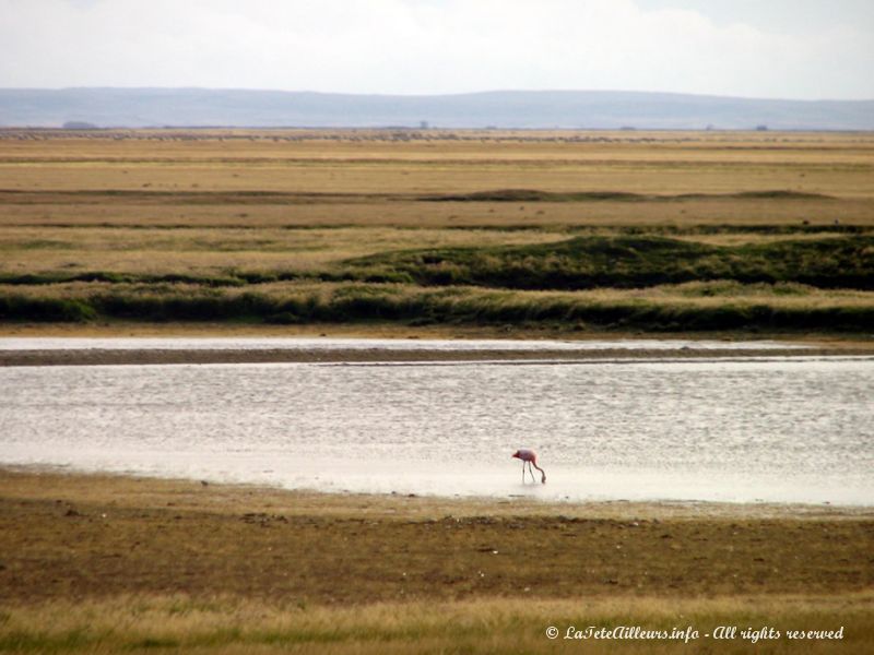 De rares flamands roses s'abreuvent aux étangs