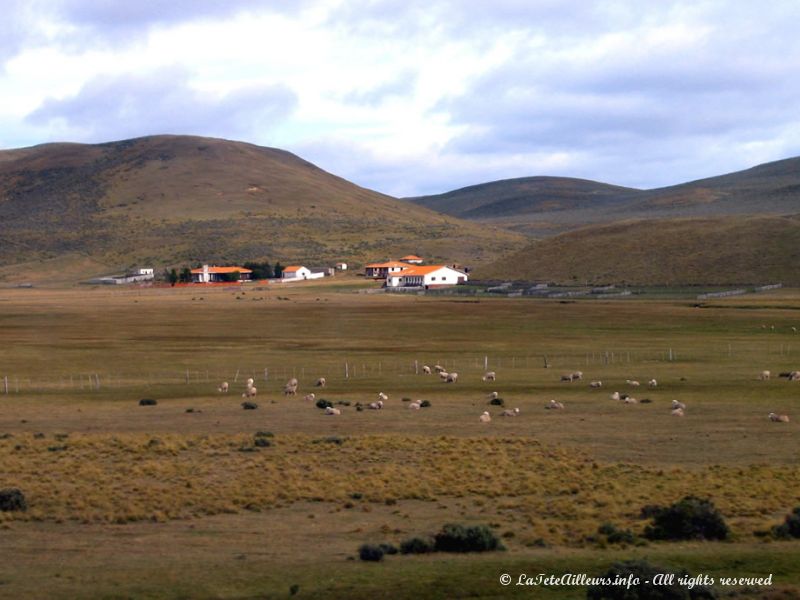 Une estancia et ses milliers de moutons