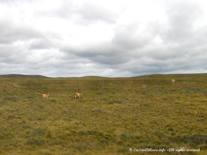 Les premiers guanacos (espèce de lama) !