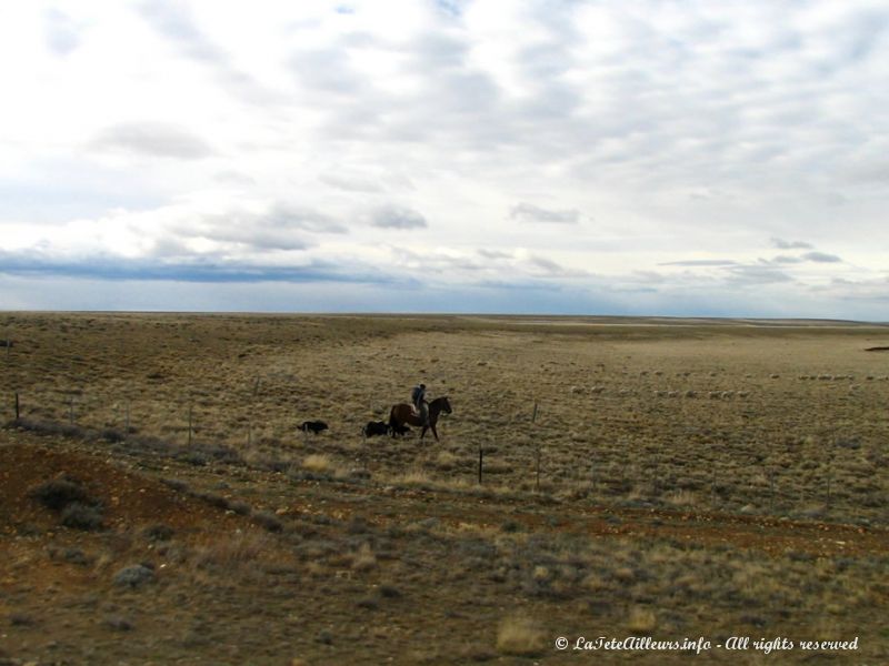 Un gaucho à cheval rassemble les troupeaux