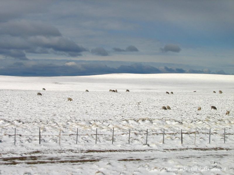 Y'a-t-il encore un peu d'herbe verte pour les moutons?