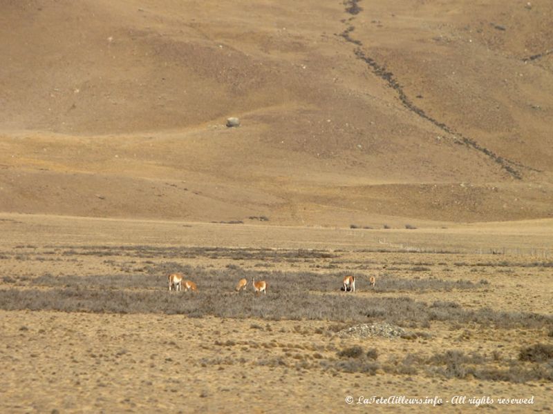 Les lamas se font plus nombreux par ici