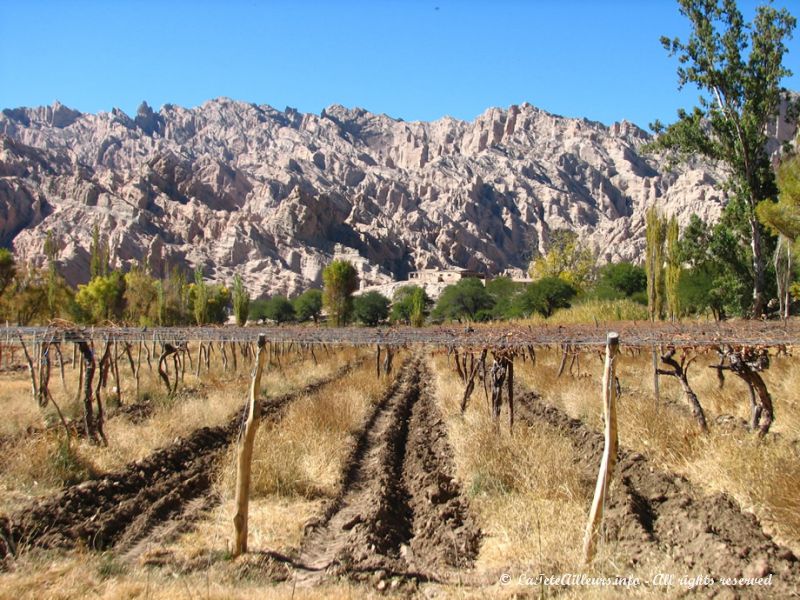 Des vignes et encore des vignes !