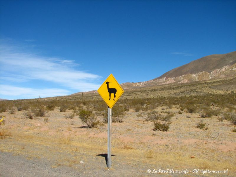 Attention aux vicunas et guanacos !