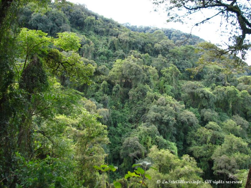 La forêt enchantée ?