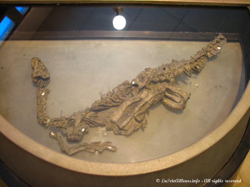 Ces fossiles sont parmi les plus vieux du monde