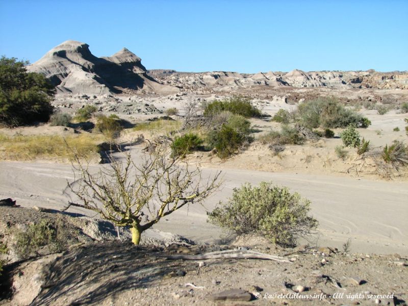 Des arbres au troncs verts