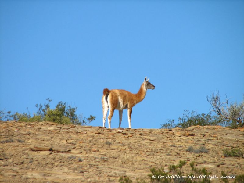 Des guanacos vivent dans le parc 