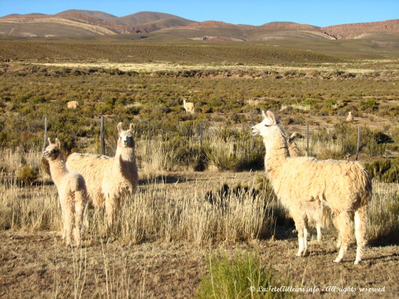 Les premiers lamas que nous croisons !