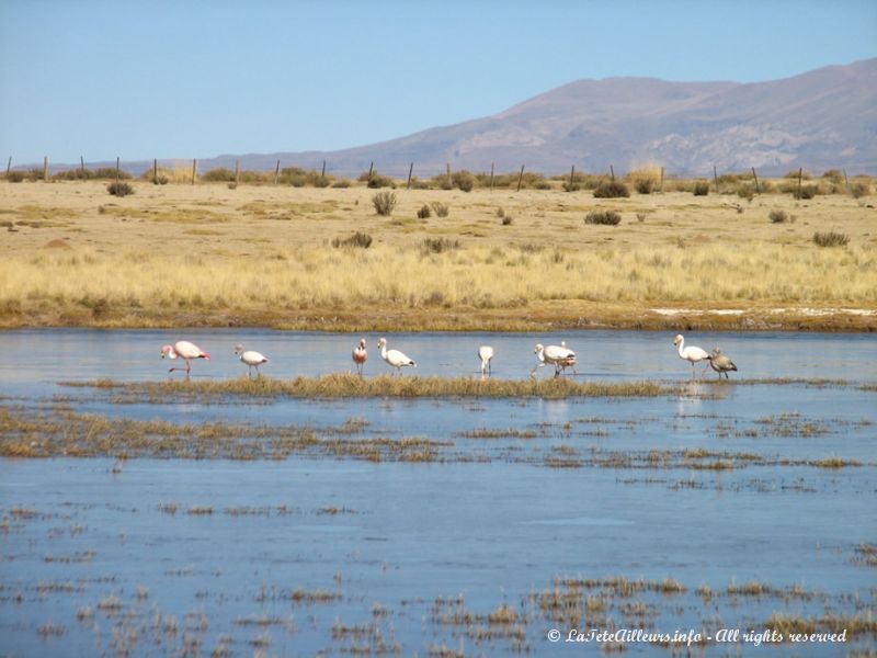Petit étang tout près d'Abra Pampa
