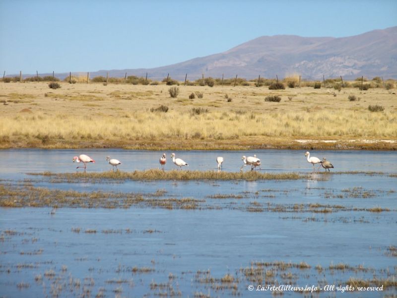 Petit étang tout près d'Abra Pampa