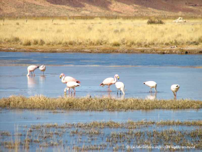 Flamants roses d'Argentine