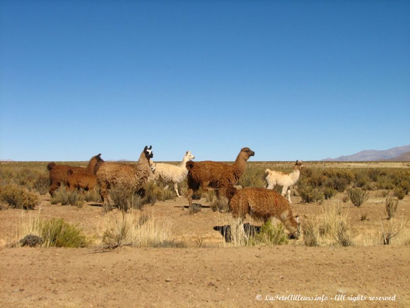 Lamas de l'altiplano argentin
