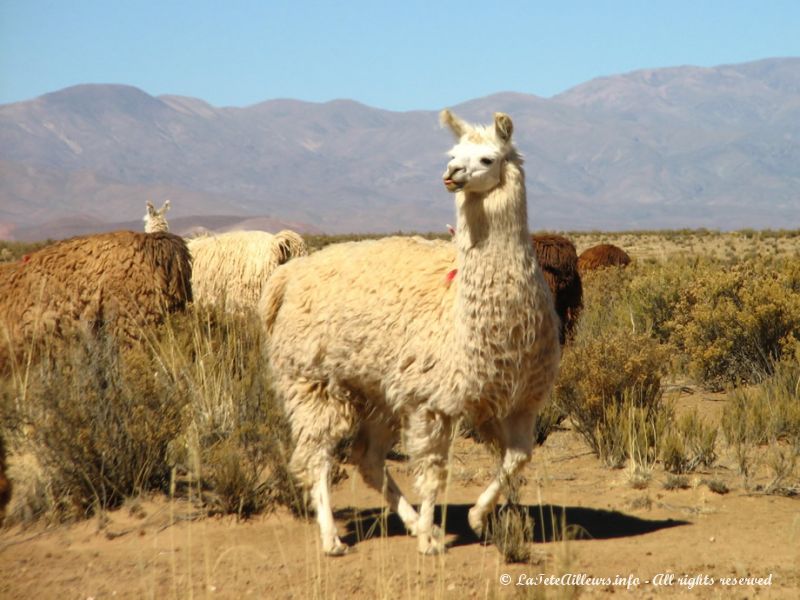 Lama du nord-ouest argentin